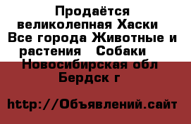 Продаётся великолепная Хаски - Все города Животные и растения » Собаки   . Новосибирская обл.,Бердск г.